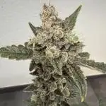 🦍🥊 Indoor