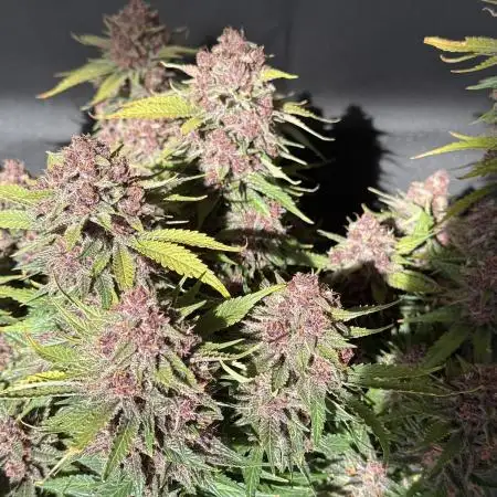 👿🐇 Indoor