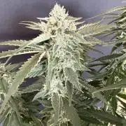 Ⓜ️❄️‼️