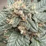 🍋🍒🍪 Indoor