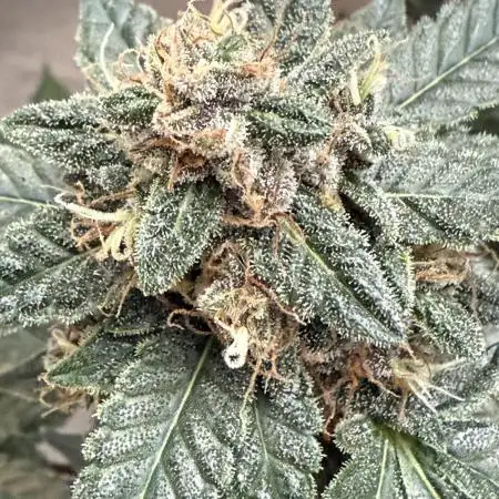 🍋🍒🍪 Indoor
