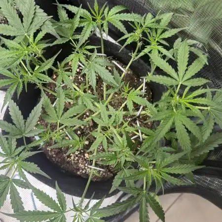 🦍🍬 Indoor