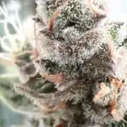🦍🍪