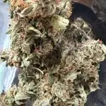 🦍🍬 Indoor