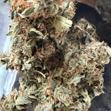 🦍🍬 Indoor