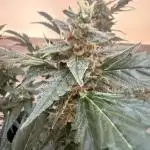 🦍🍬 Indoor