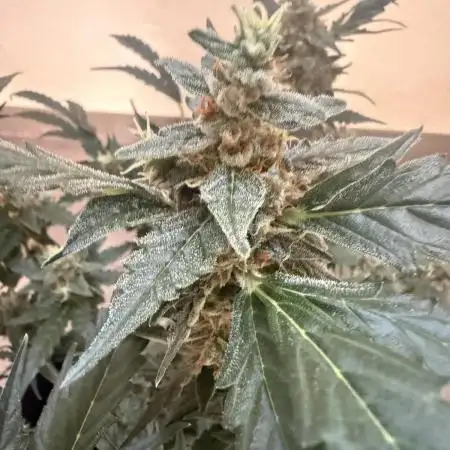 🦍🍬 Indoor