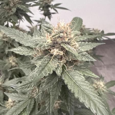 🍋🍒🍪 Indoor