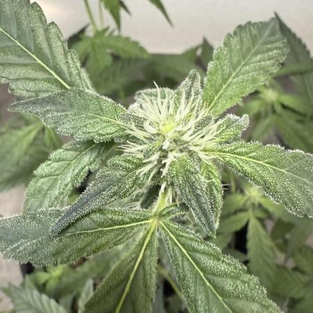 🦍🥊 Indoor