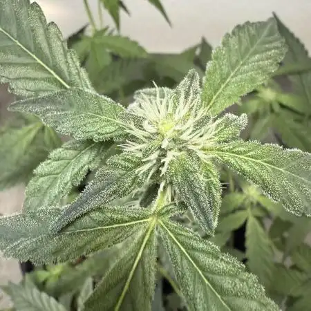 🦍🥊 Indoor