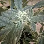 🦍🥊 Indoor