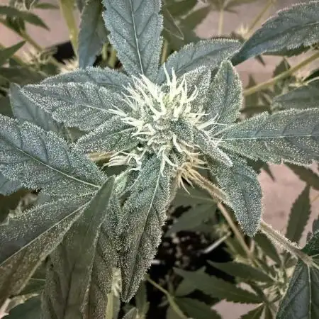 🦍🥊 Indoor