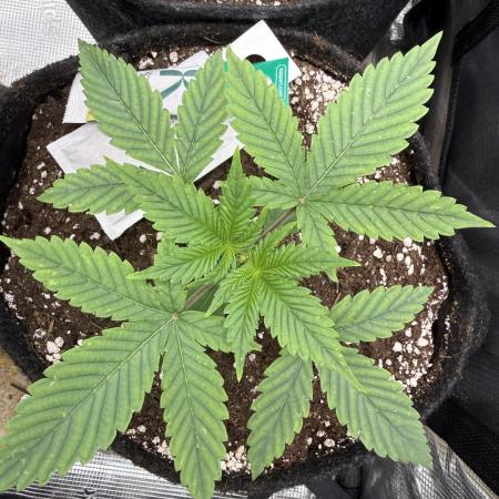 🍓🦍