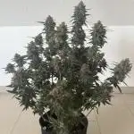 🍋🍒🍪 Indoor