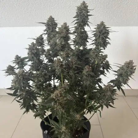 🍋🍒🍪 Indoor