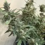 🦍🍬 Indoor