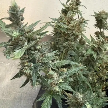 🦍🍬 Indoor