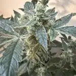 🦍🥊 Indoor