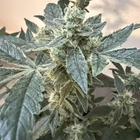 🦍🥊 Indoor