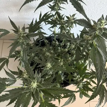 🦍🍬 Indoor