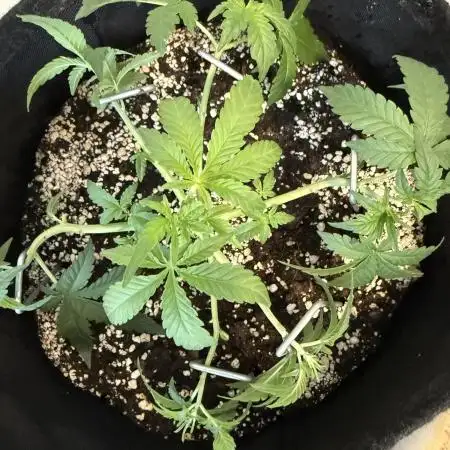 🦍🥊 Indoor