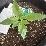 🍓🦍