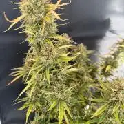 🍍😴