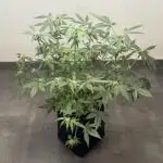 🍋🍒🍪 Indoor