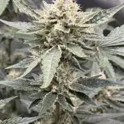 ❄️‼️F4