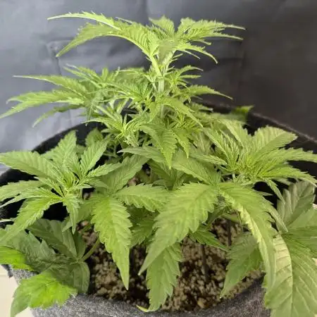 🦍🍪