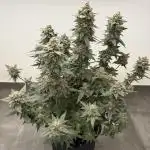 🍋🍒🍪 Indoor