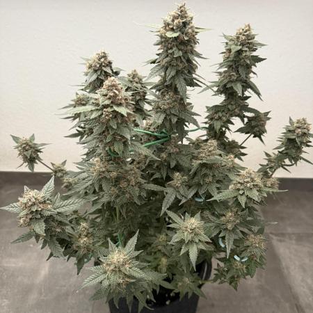 🍋🍒🍪 Indoor