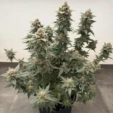 🍋🍒🍪 Indoor