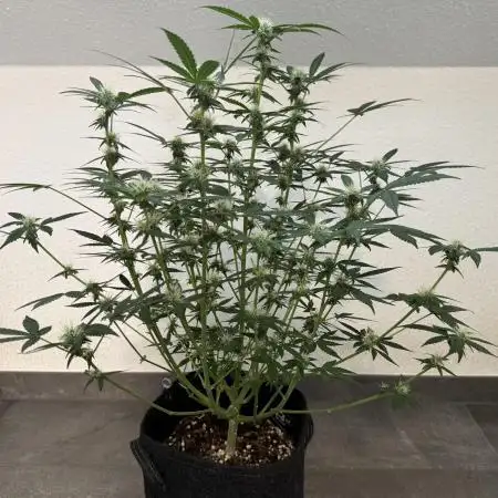🍋🍒🍪 Indoor