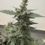 🦍🍬 Indoor