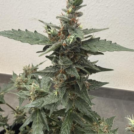 🦍🍬 Indoor