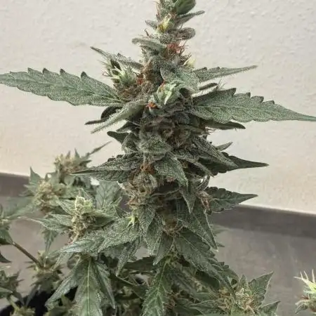 🦍🍬 Indoor