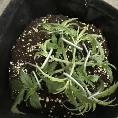 🦍🍬 Indoor