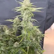 🍍😴