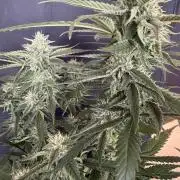 Ⓜ️❄️‼️