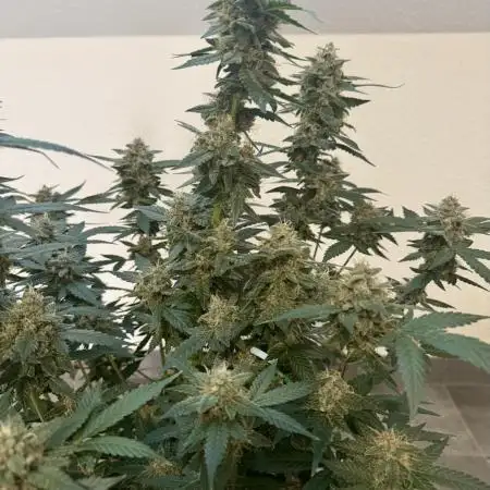 🍋🍒🍪 Indoor