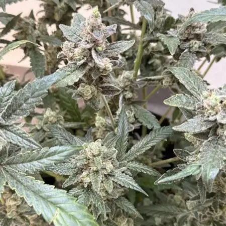 🦍🥊 Indoor