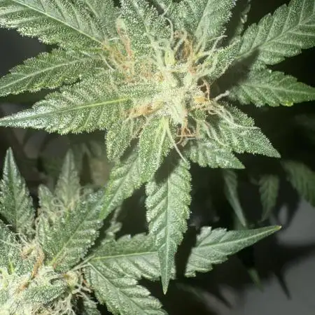 🍋🍒🍪 Indoor