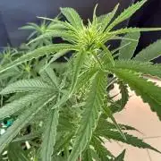 🍍😴