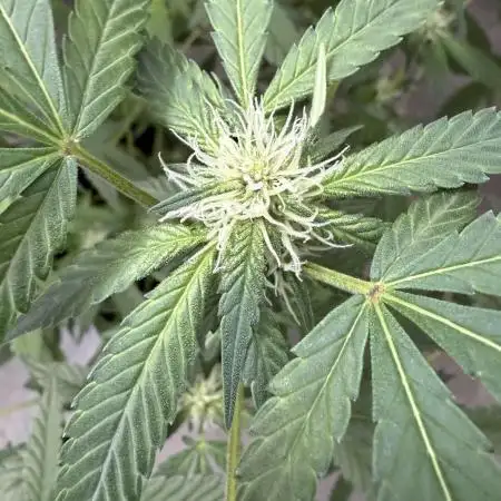🍋🍒🍪 Indoor
