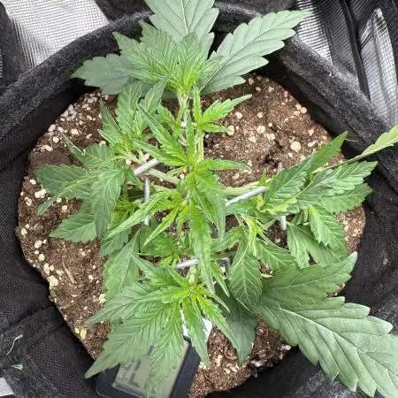 🦍🍬 Indoor