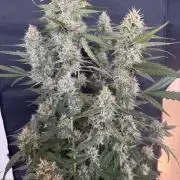 🍈🍦