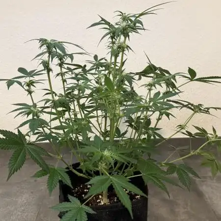 🍋🍒🍪 Indoor