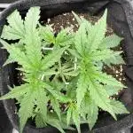 🦍🍬 Indoor