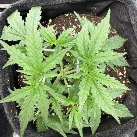🦍🍬 Indoor